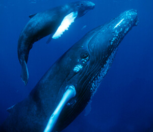 Vallarta Whale Watching