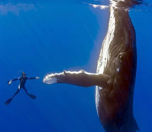 Popular Whale Watching