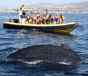 Types of Whale Species